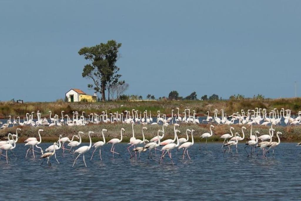 Bird'S Home Aveiro Exterior foto